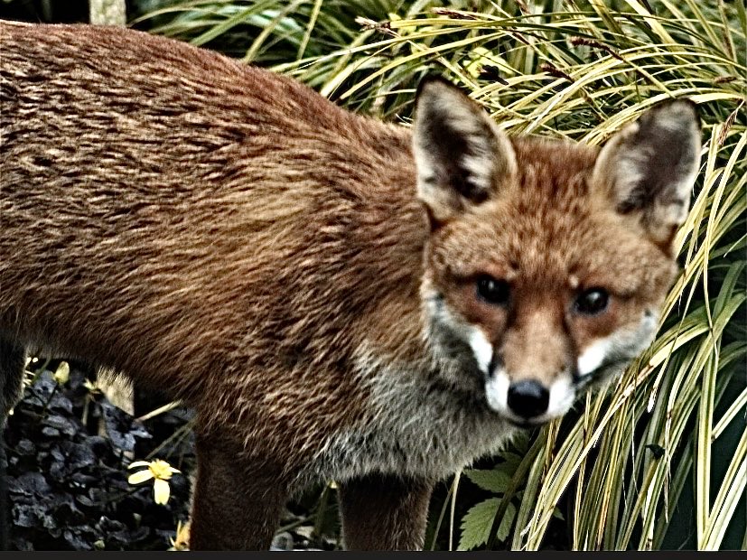 porkies345's tweet photo. Early morning visitor https://t.co/RPxFuqbHsz