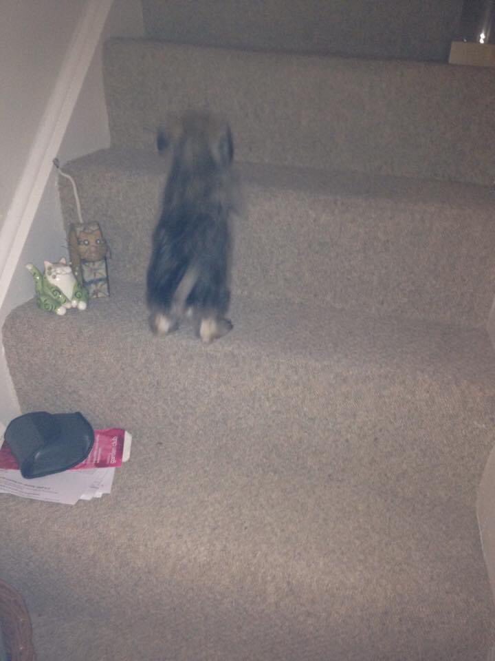 aitchbea1's tweet photo. @BTRalphy This is me at 9 weeks trying to get upstairs ,took big breath one day &amp; nailed it! Too wee to get back down &amp; helped ma M’s fitness for weeks running up &amp; barking till she airlifted me down so I could run back up, it was great fun appawently !😈 https://t.co/ksFRS9jr9J