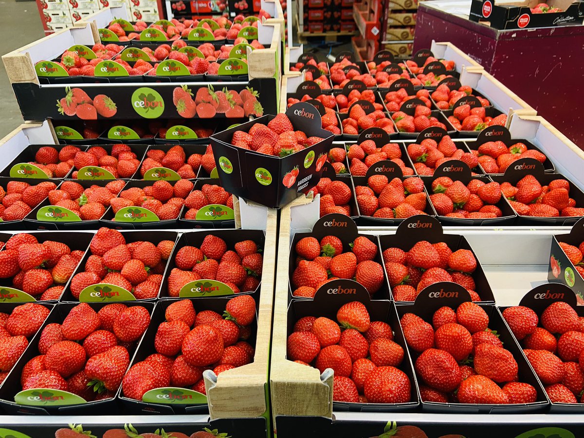 Voilà une fraise 🍓 qui fait sensation ! C’est beau et Cébon ! Partageons la valeur du bon sur <a href="/marchederungis/">Marché de Rungis</a> avec <a href="/Monprimeur/">Monprimeur</a> 🍓👍🍓👌🍓