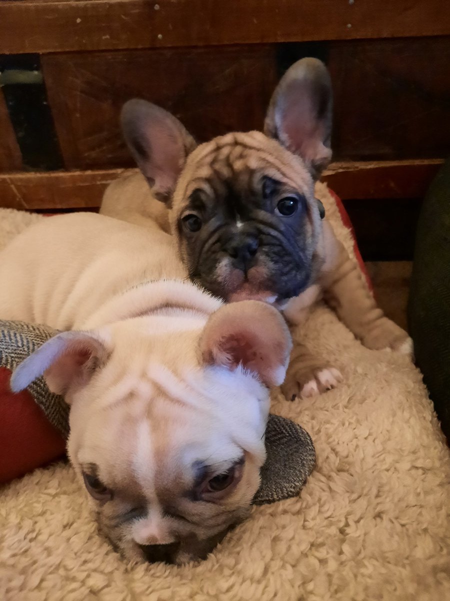 BernieMurphyID's tweet photo. Good morning Friday from our two new residents Obi &amp; Archie.  A good night sleep had by all... #frenchbulldog #mypals 💙💙 https://t.co/n3iJfqaf8G