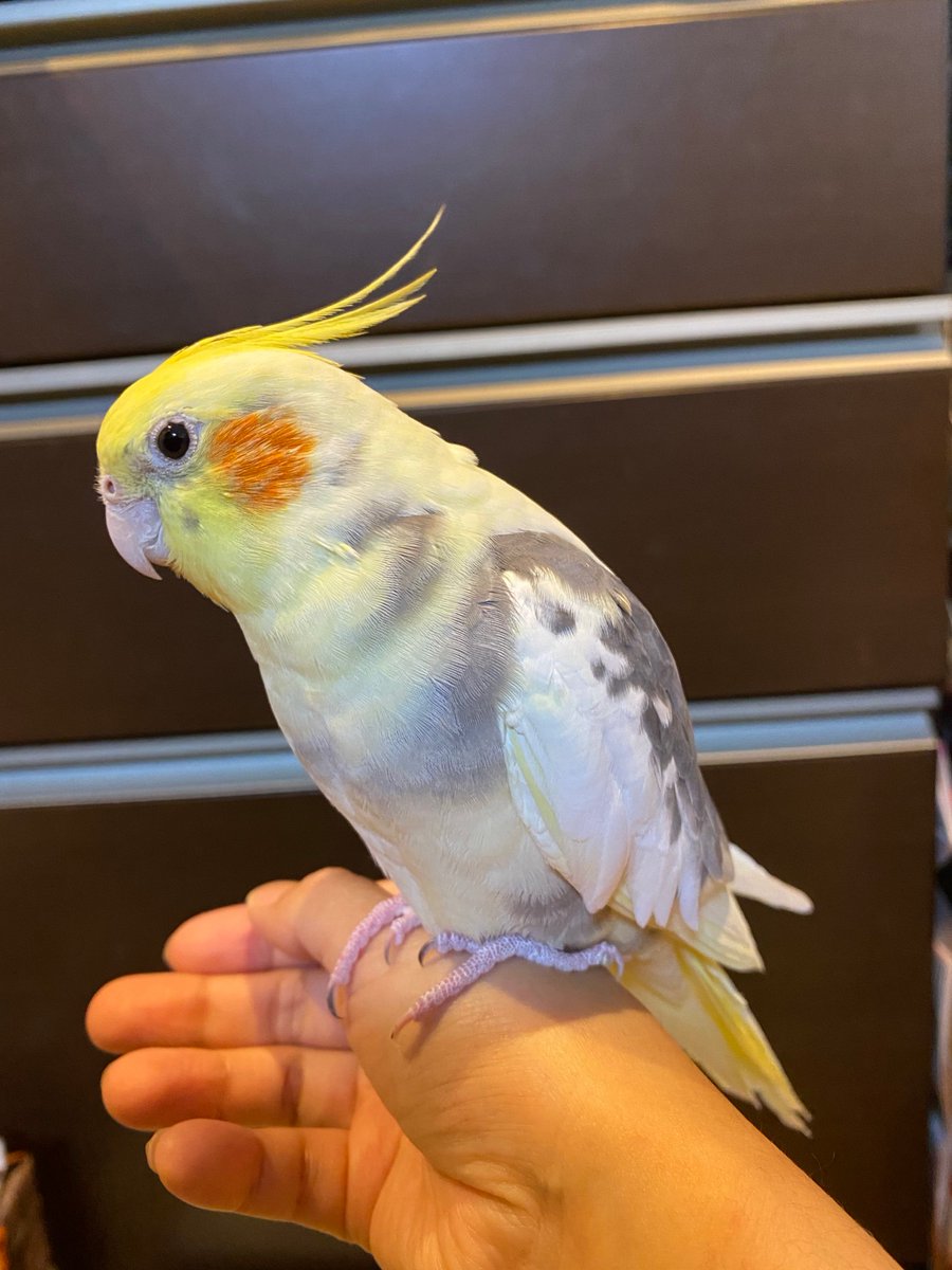 ryuku04051109's tweet photo. 昨日の夕方飼っていたオカメインコが逃げてしまいました。場所は広島市です。拡散よろしくお願いいたします。 https://t.co/4mnQpiL8cn