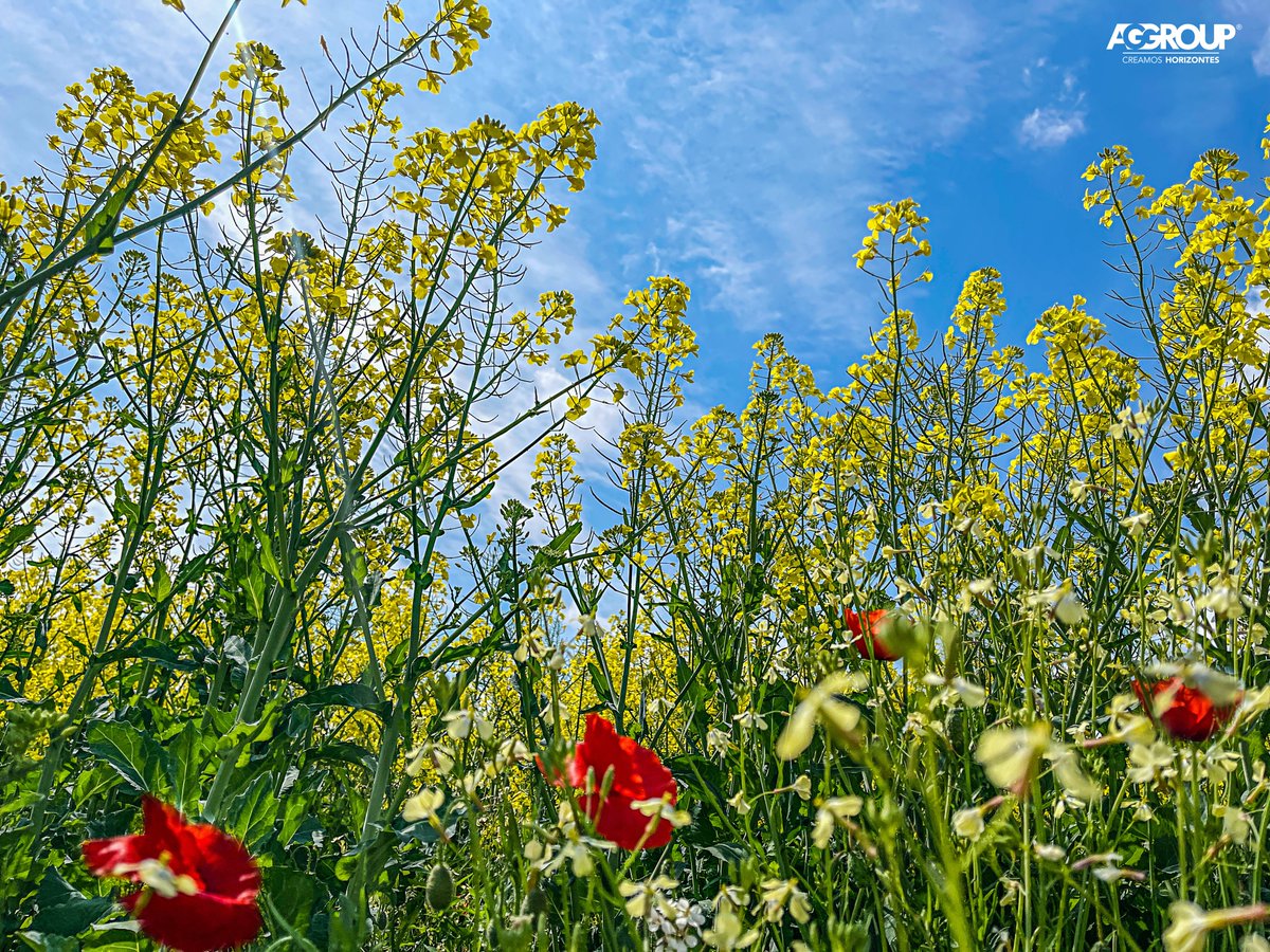 AGGROUPESPANA's tweet photo. No encontramos mejor manera de felicitar el día de nuestra #tierra, que con una imagen de nuestros preciosos campos… Feliz día de #Aragón 💛❤️

#SanJorge
#agricultura 
#ganaderia
#aggroupcreamoshorizontes https://t.co/jTvkb7tNq1