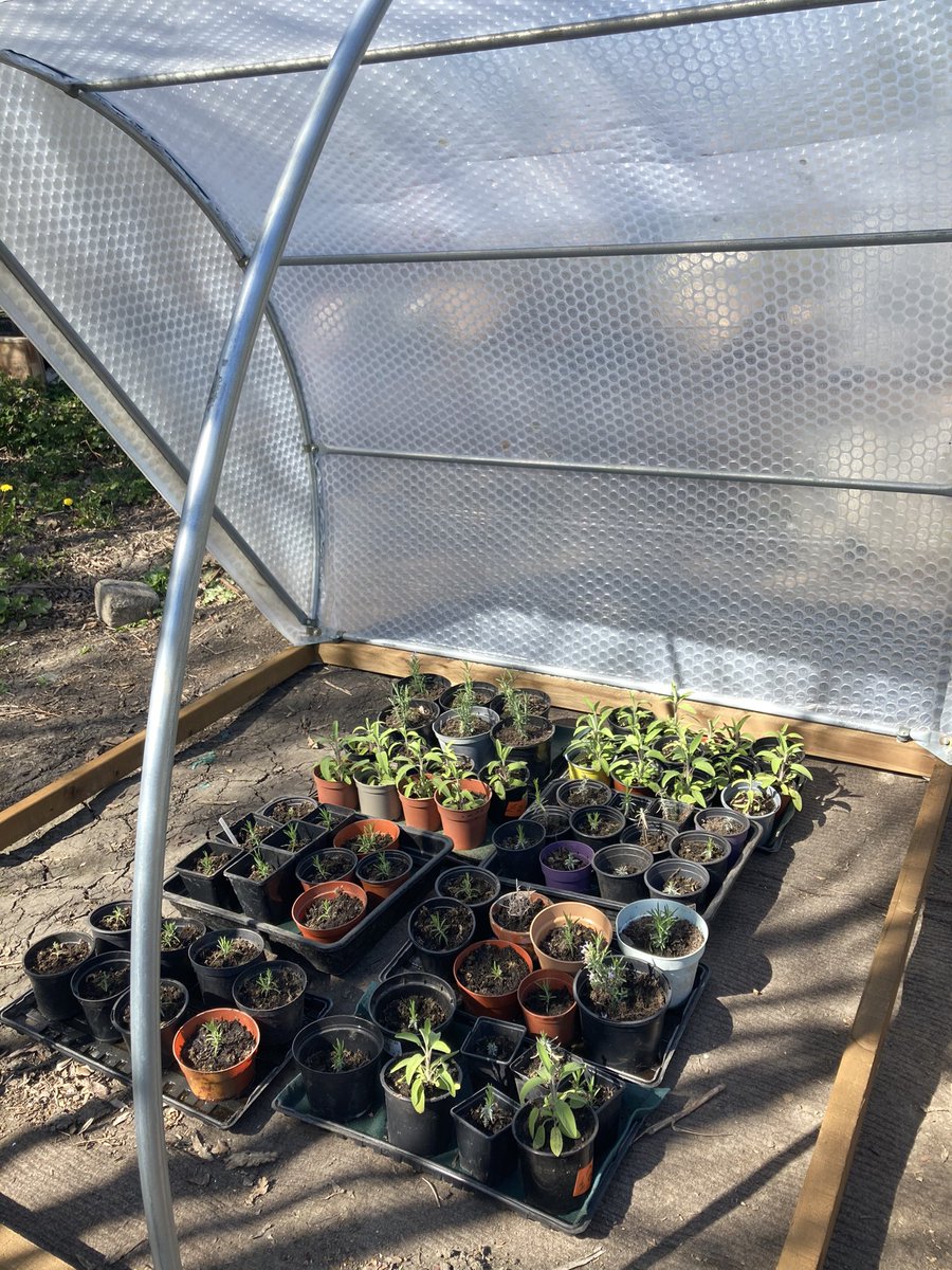 WCWCatford's tweet image. Our #herb plants from #cuttings are trying out our new #coldframes. Look out for a date coming up for our #plantsale with #herbs #vegetables and #fruit plants for sale to help support us as a #charity  #Catford