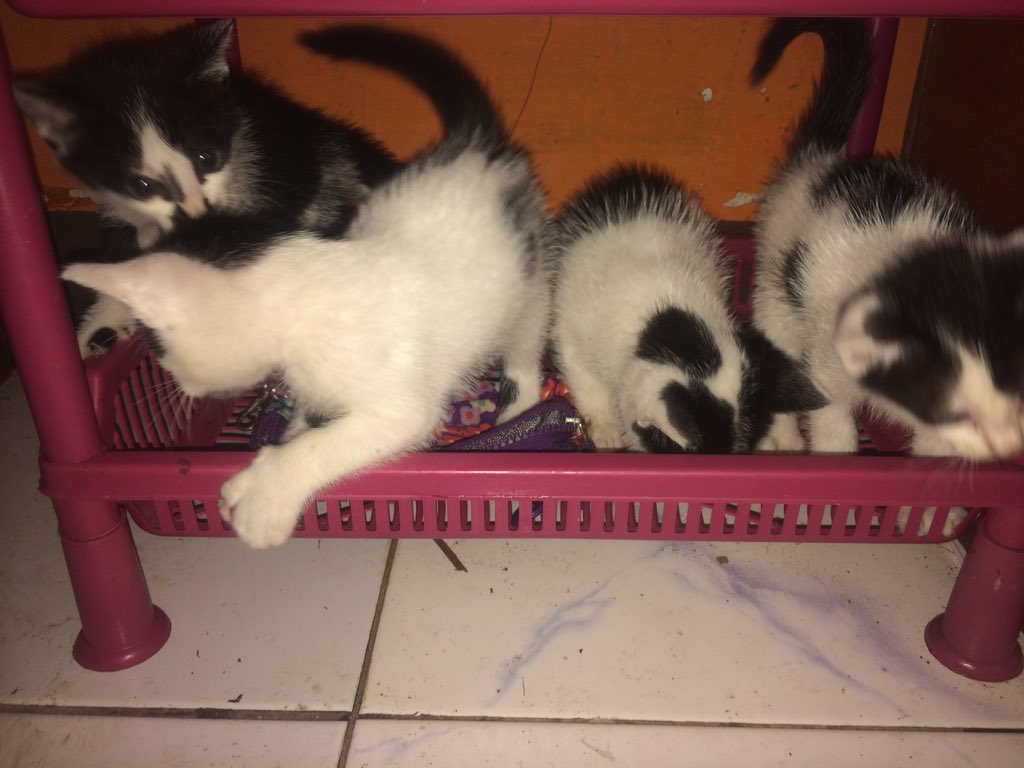 Ada yg mau adopt? Umur 2bulanan udah mandiri bisa makan minum pup dan pergi sekolah sendiri, kucing dalmatian nih mirip sapi perah