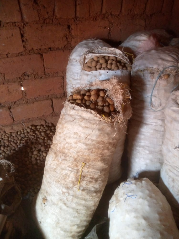 ENdumcha's tweet photo. Irish Seed potato for sale in much quantity at Bangou, Bafoussam. (Semences de pomme de terre en vente)
Variety: Dorsa, deux season.

Livraison partout ou Cameroon ou frais du client
WhatsApp:657590126
@FAOCameroun
@BASFAgro https://t.co/F7f1k7n6mS