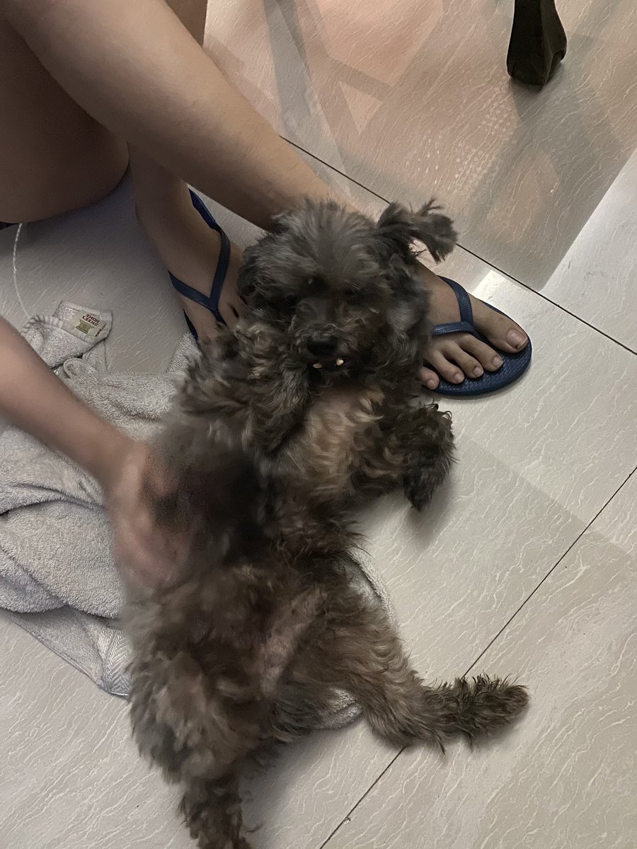 rafeswar's tweet photo. Rest in peace to our goodest and only boy in doggie heaven. Thank you so much Tux for blessing our family with your presence. Love you buddy; your great Shih-pooness knows no bounds. We’ll truly miss you and the belly rubs you always loved. https://t.co/9g3XmPrFTA