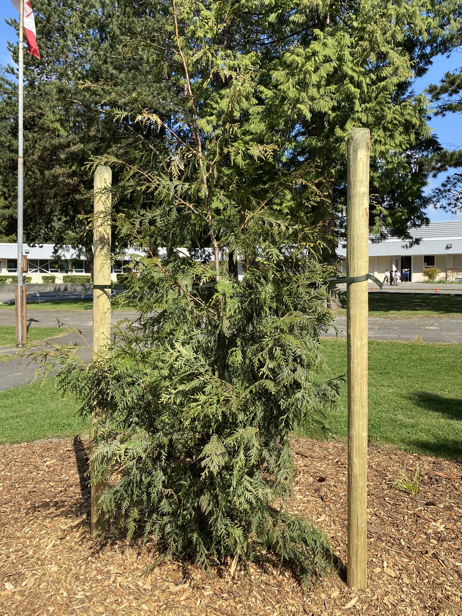 PinewoodDelta's tweet photo. It was a beautiful day to celebrate Earth Day and learn about our new cedar tree! We are very grateful to @deltasd37 and @CityofDeltaBC #thegivingtreeprojectdelta https://t.co/cAH0nKjisN