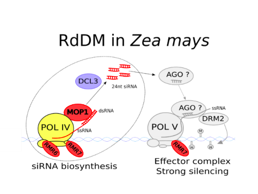 sRNAPapers's tweet photo. AGO104 is an #RdDM effector of #paramutation at the maize b1 locus https://t.co/bxSxYLgeui https://t.co/lCZlQIg9G4