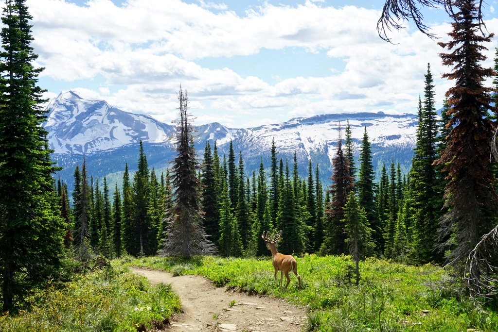 Happy #EarthDay! Hope we'll have views like this for centries to come! #mountain #outdoors #EarthDayEveryDay @beccablogs360 @LoriMoreno @chernorris @sl2016_sl @simplysallyh @saltysixties @TheFunWest @FitLifeTravel @Sostraveluk @OutdoorAdv360 @RoadtripC @live4sights @livingitupct