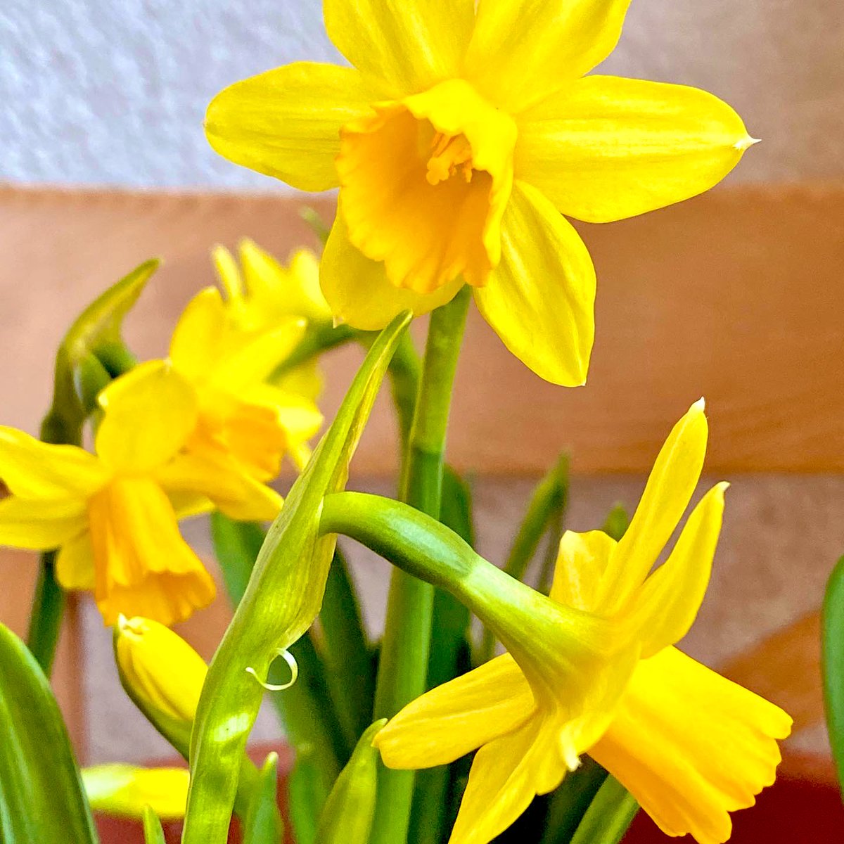 LadyJuves's tweet photo. Spring adds new life and new beauty to all that is.
#lifegoeson #springbreak2021 #glattfelden #flowers #narzissen https://t.co/Wcjp57gFxE
