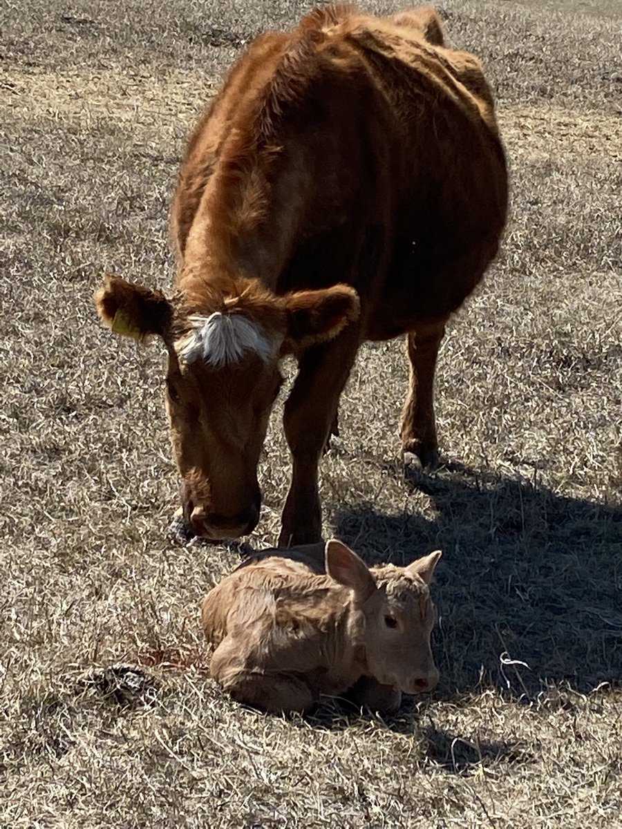 Anchorrh's tweet photo. The buckskins started hitting the ground today. Hopefully green grass follows soon. #charx #saskbeef https://t.co/QAcekk3g1R