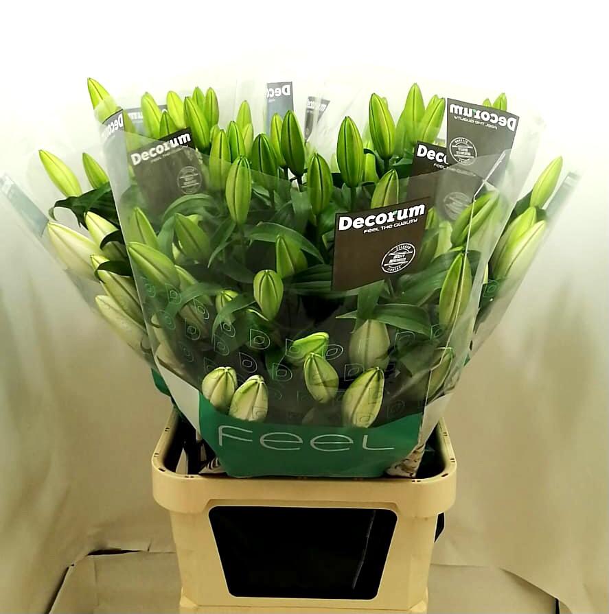 Klok 1 Naaldwijk tweet media