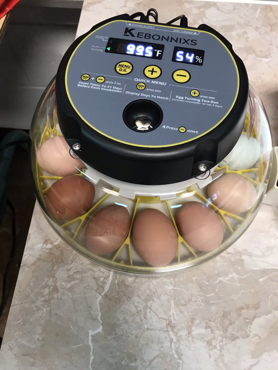 teacher_webster's tweet photo. EGG-citing! Incubators are set up and ready to go! 🐣 🐥 🐓 @JohnsontownRoad @JREJagPrincipal @JCPSKY https://t.co/mgoGZT0uEI