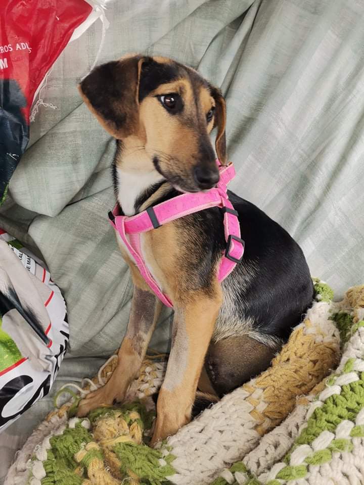 AnimalParaíso tweet media