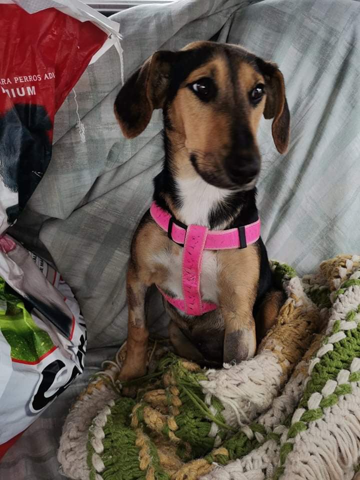 AnimalParaíso tweet media