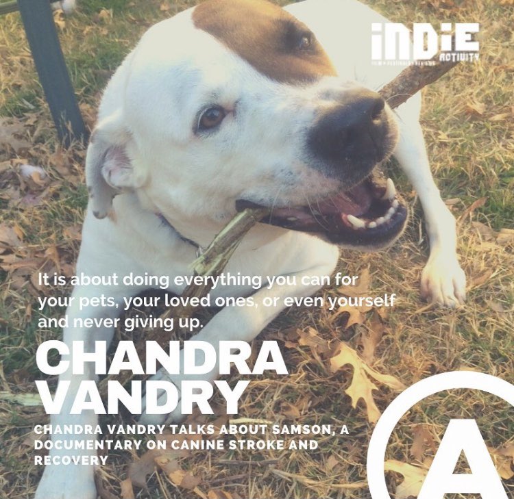 Samson- Canine FCE/Spinal stroke Movie tweet media