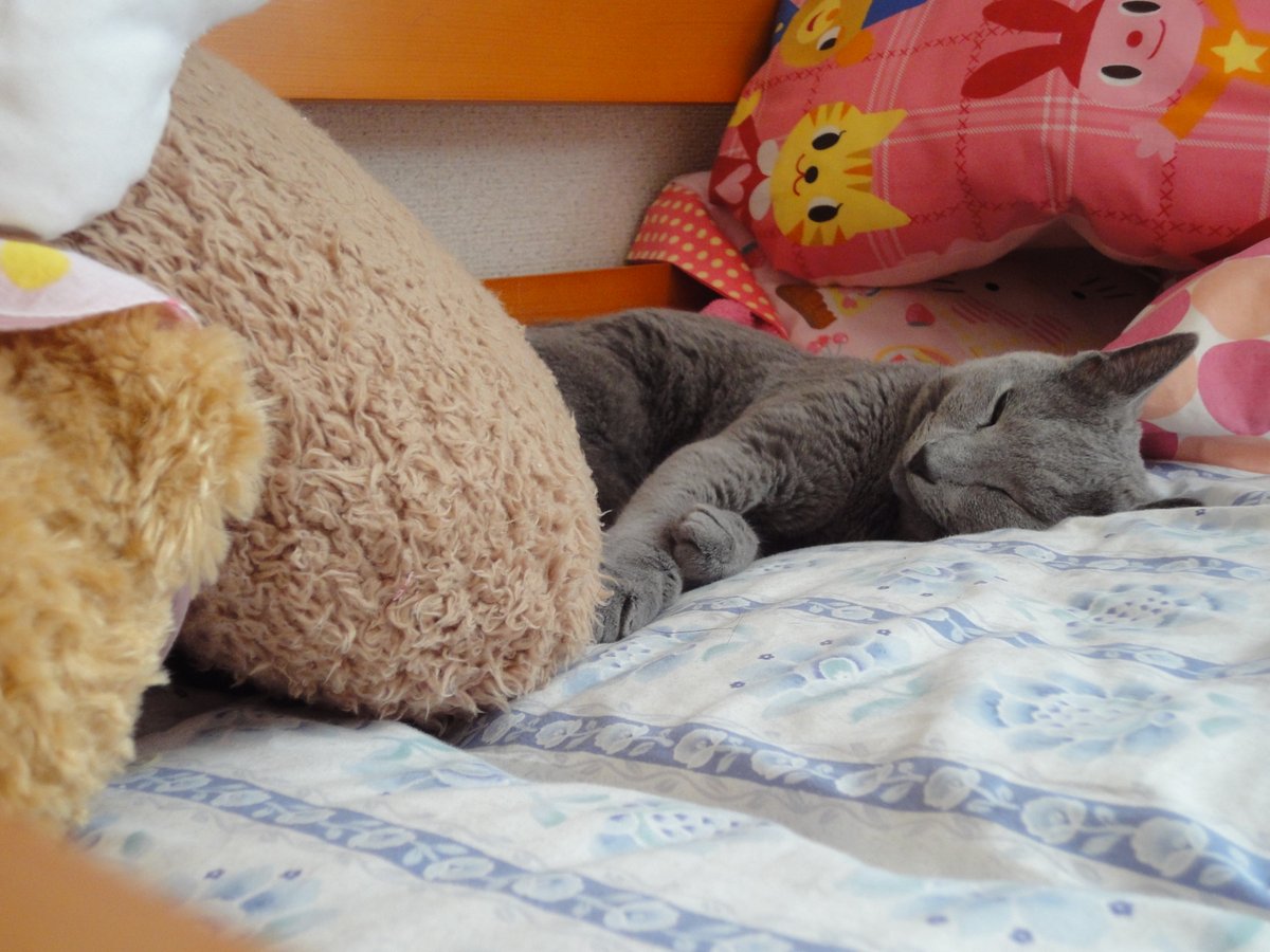 MyCatDiary_jp tweet picture