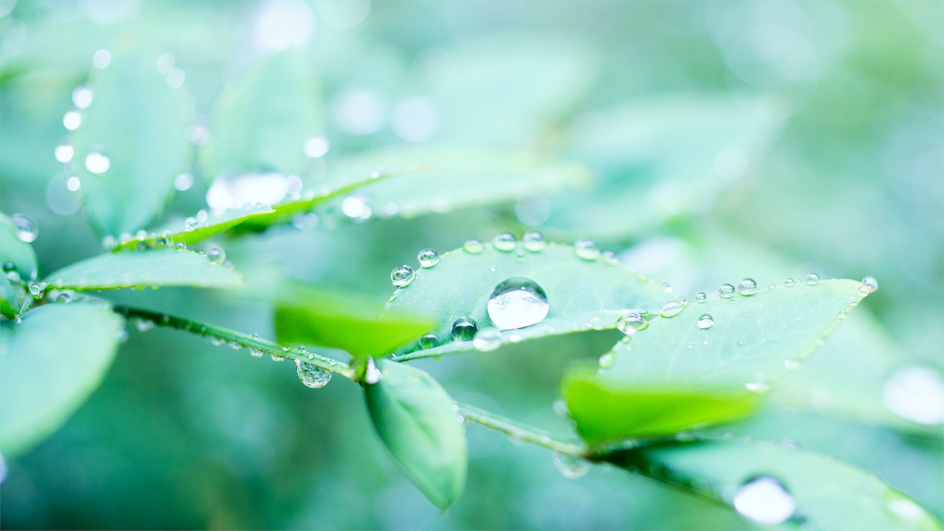 ツキとタイヨウと暦 翠雨 すいう とは 新緑の頃 草木の青葉に降る雨のことを表現する言葉だそうです 翠雨 という漢字自体も そこから連想される情景も とても綺麗な言葉ですね 翠雨の 翠 とは みどり色 を意味していて 翠雨は 緑雨 り