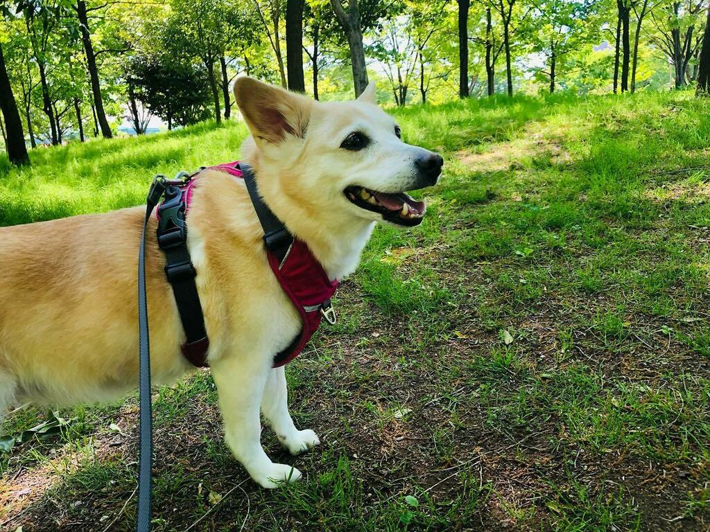 nyauko2's tweet photo. SMILE☺️

#oreko
#mixdog https://t.co/GiEkQLOVZS https://t.co/IGOpTXGL2g