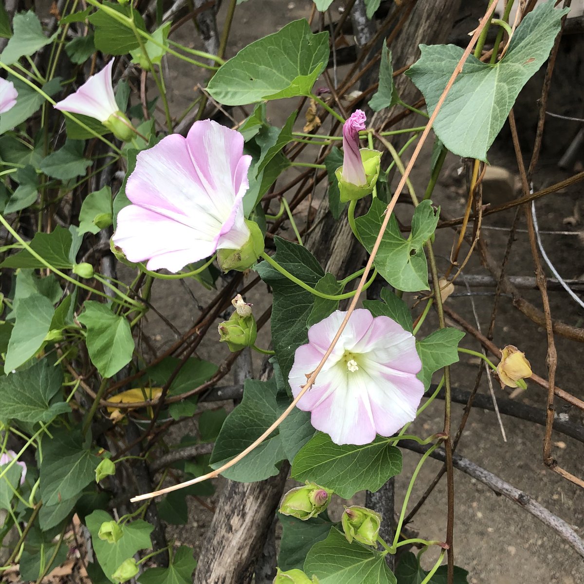 makemeelectrify's tweet photo. happy earth day ! 🌷🌍💘💚☮️ https://t.co/jNaCF8v6UV