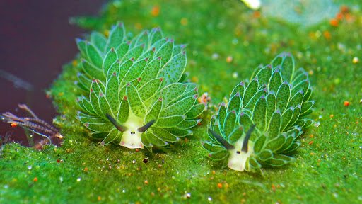112: I'm 2 minutes late and I cant think of anything to say .... so here r some sea slugs