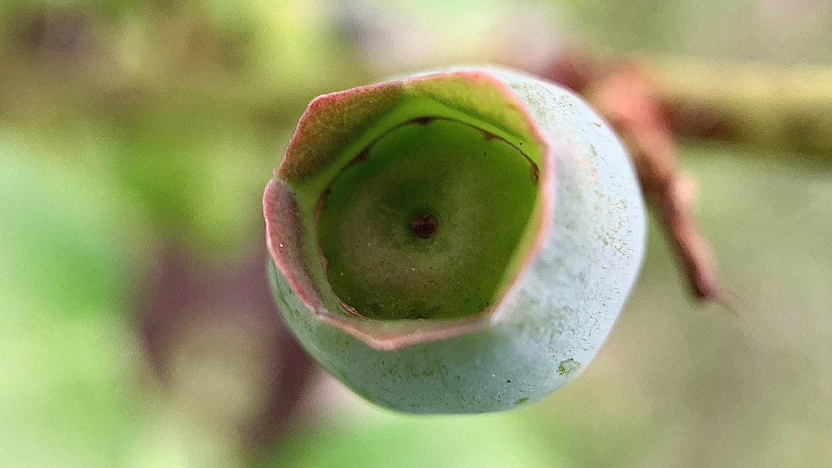 “Where is your water? Know your garden.”
 — Hopi teaching

#water #garden #EarthDayEveryDay #nature #NaturePhotography #grow #PhotoOfTheDay #gardening #sustain #awareness #blueberry #nurture #love #WaterAwareness #conservation #life #WaterFootprint #food #reservoir