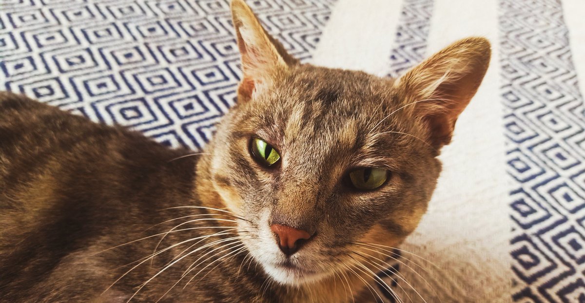 lillyBK2's tweet photo. @KittyCafeUK1 Pebbles 🐱 https://t.co/VIJxk0JcOq