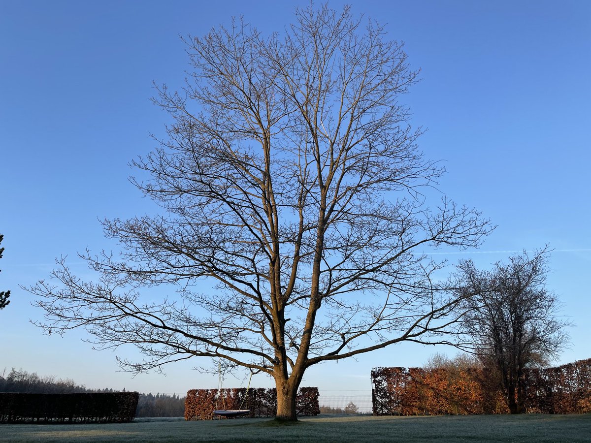 SoenenHans's tweet photo. Goeie frisse morgen (-4). https://t.co/6W57ePNay2