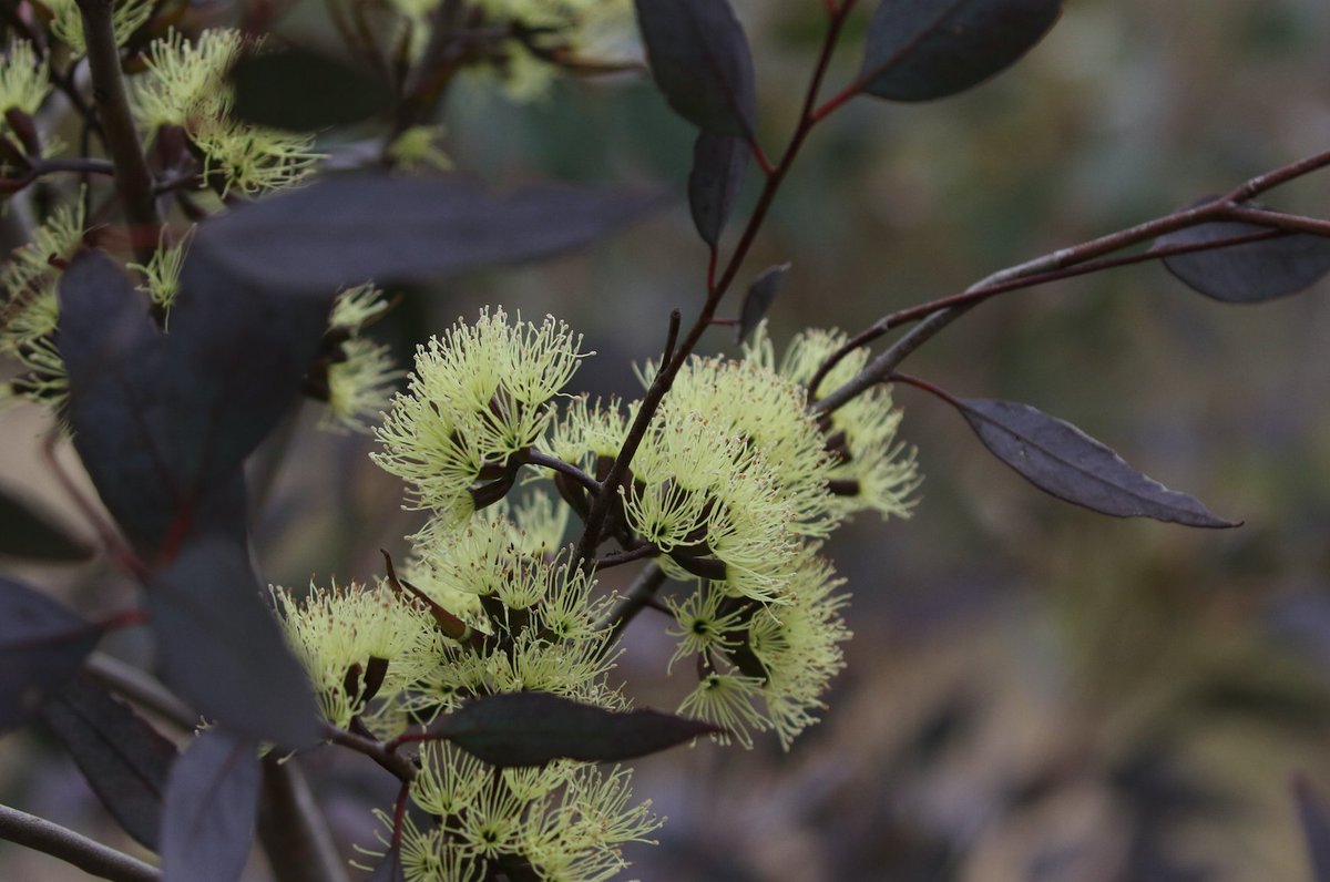 EucalyptAus's tweet image. These delicate blooms look simply luminous against the deep purple leaves on this Eucalyptus redunca subsp. porphyrea... the Purple-leaved Mallee! We spotted this beauty at #CurrencyCreekArboretum in South Australia, but the species is native to southern Western Australia.