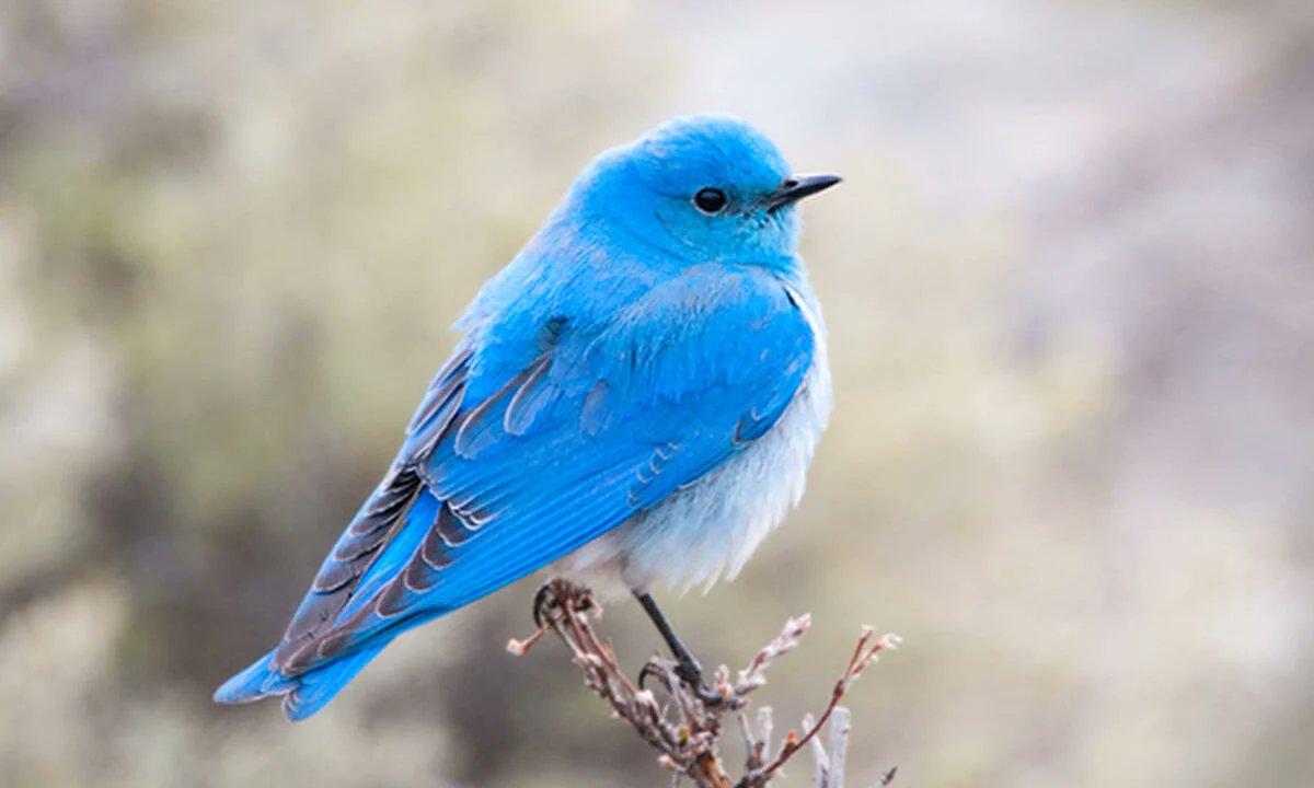 The beautiful and brightest turquoise-blue, mountain bluebird.Found in moun...