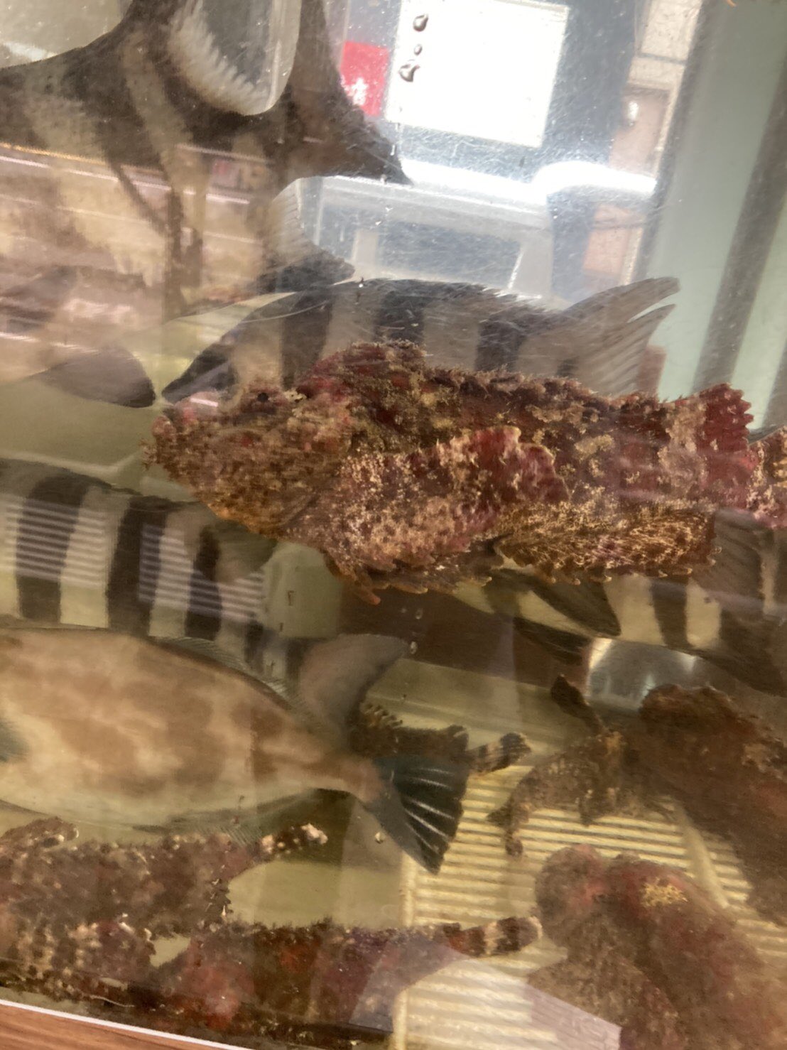ট ইট র 地魚料理 まるさん屋 まるさん商店 今日はオコゼが入荷しました 水槽に仲間がいっぱい増えました 見た目はちょっと怖い顔をしていますが コリコリとした歯応えと甘みのある白身を持ち 夏のフグ とも呼ばれるほどの高級魚です 肝