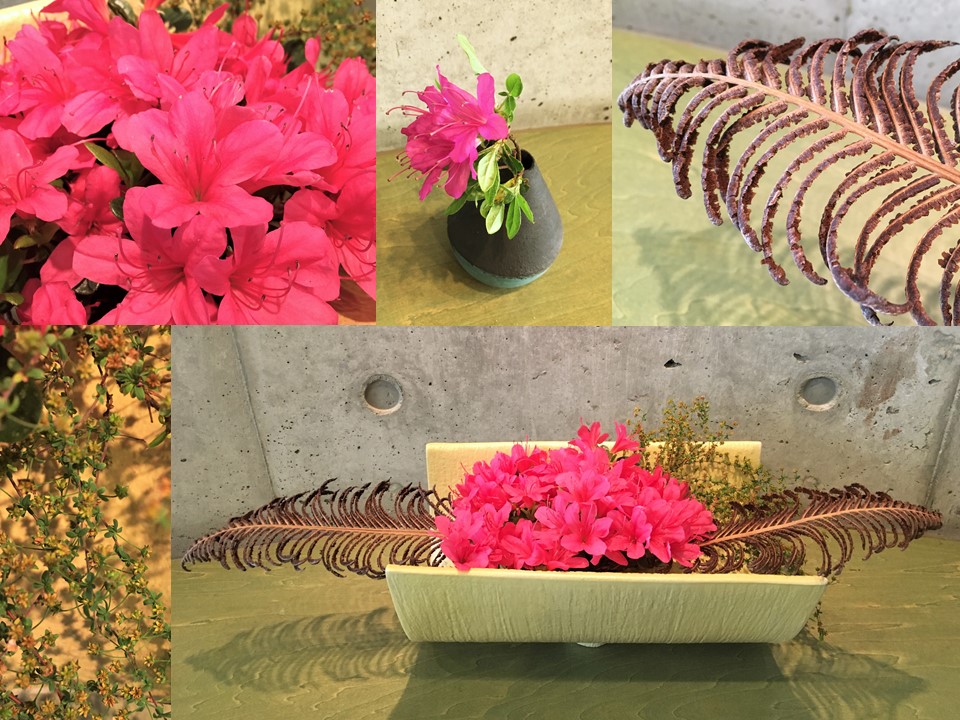 تويتر 水戸市立西部図書館 على تويتر 濃いピンクの花はツツジ 茶色い切れ込みのある葉はゼンマイ 緑の細かい葉っぱはユキヤナギです ツツジの花が非常に鮮やかで目を引きます また 茶色いゼンマイが骨の化石みたいな風情があって不思議な美しさを感じさせます