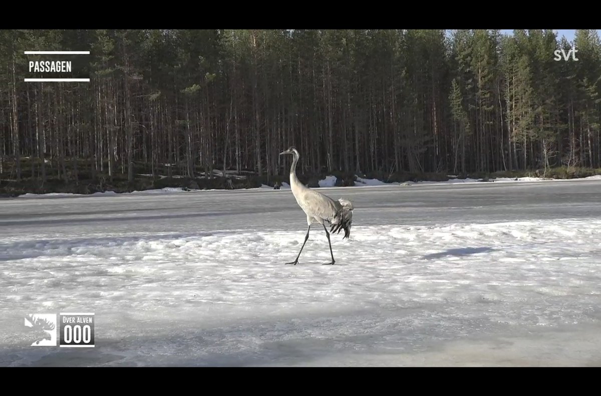 Cold morning and lots of new thin ice has formed during the night. This crane is walking super careful though. 