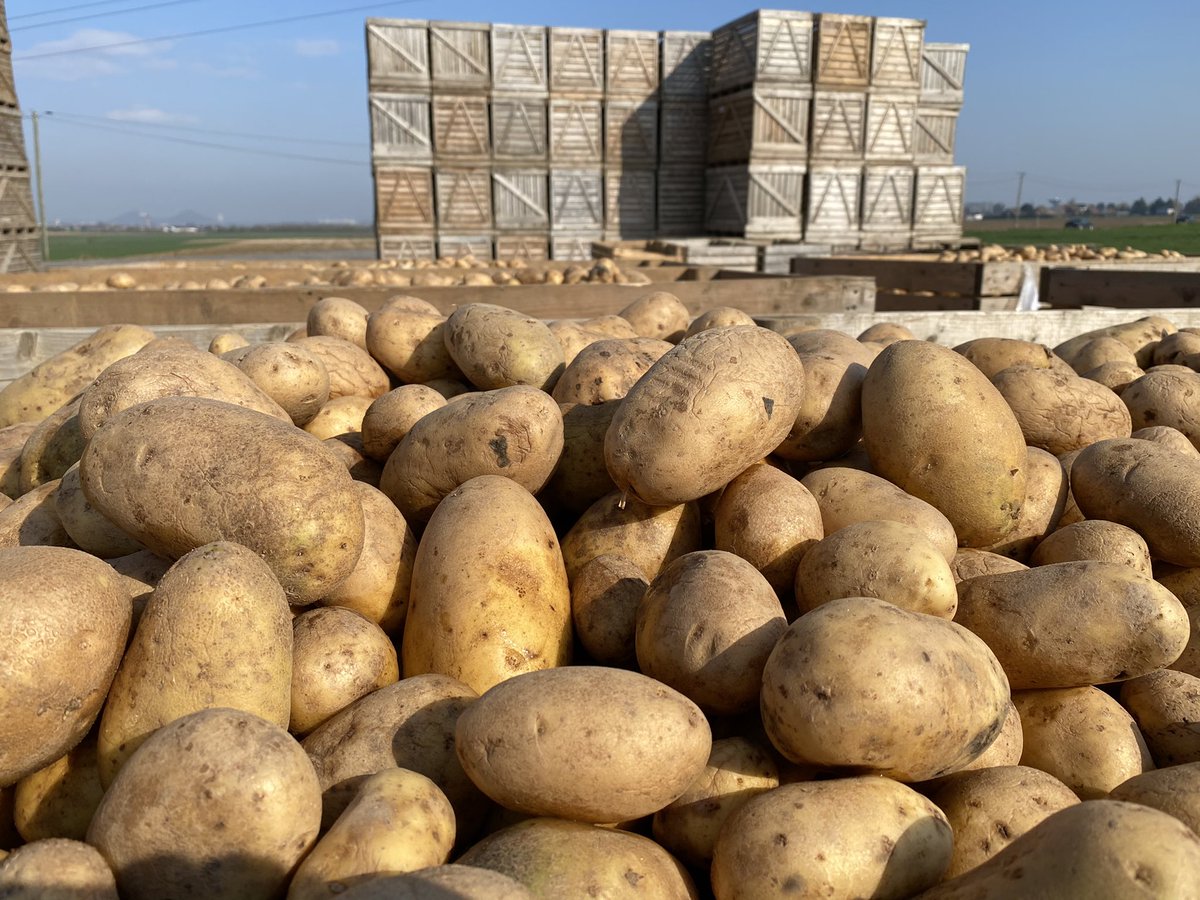 Comptoir du Plant tweet media