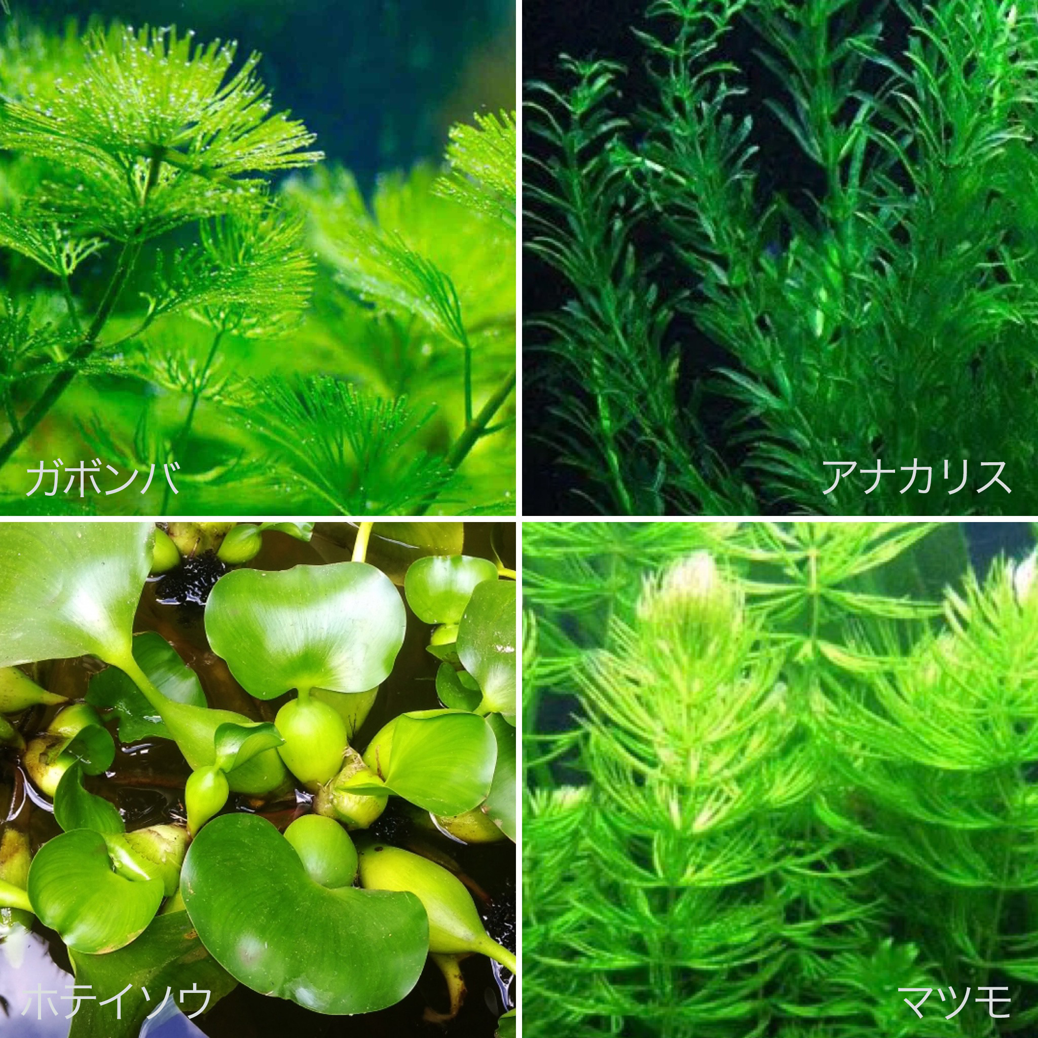 セルバス 中野 無農薬水草 入荷しております 水草は常に在庫あり 豊富にございます 無農薬アナカリス 無農薬ホテイ草 無農薬マツモ カボンバ アヌビアスナナ フロッグピット 他に アヌビアスナナポット付き アヌビアス 各種 Nstagram