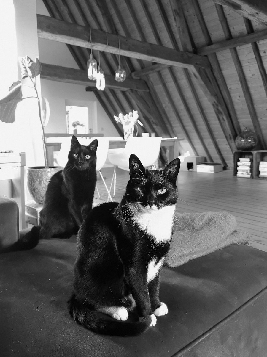 Edgar & Allan🌈 Poes plus Jacob Cat tweet media