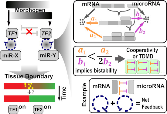 MolSystBiol's tweet photo. A new feedback mechanism involving mRNA-#microRNA interactions during cell lineage segregation in mouse spinal cord development --> https://t.co/zIzT5ZpxHL by T Hong @UTK_BCMB JA Chen @IMBSinica
#TissuePatterning #GeneRegulation #Bistability #QBio #SingleCell https://t.co/rdcktj581K