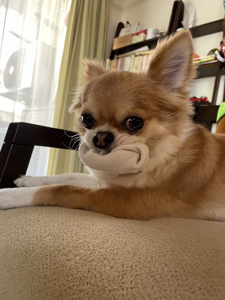 布好き Twitter Search Twitter 布好き Twitter Search Twitter