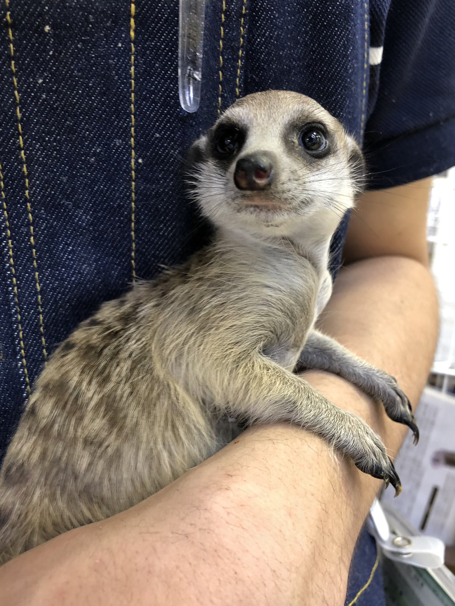 ペポニ インター店 ミーアキャット ベビー 検査終了して販売開始してます どちらもベタ慣れ 抱っこ大好き甘えんぼです 明日のブログでも紹介しますね ミーアキャット がみっち T Co Apablp4asa Twitter ペポニ インター店 ミーアキャット ベビー 検査終了して販売開始してます どちらもベタ慣れ 抱っこ大好き甘えんぼです 明日のブログでも紹介しますね ミーアキャット がみっち T Co Apablp4asa Twitter