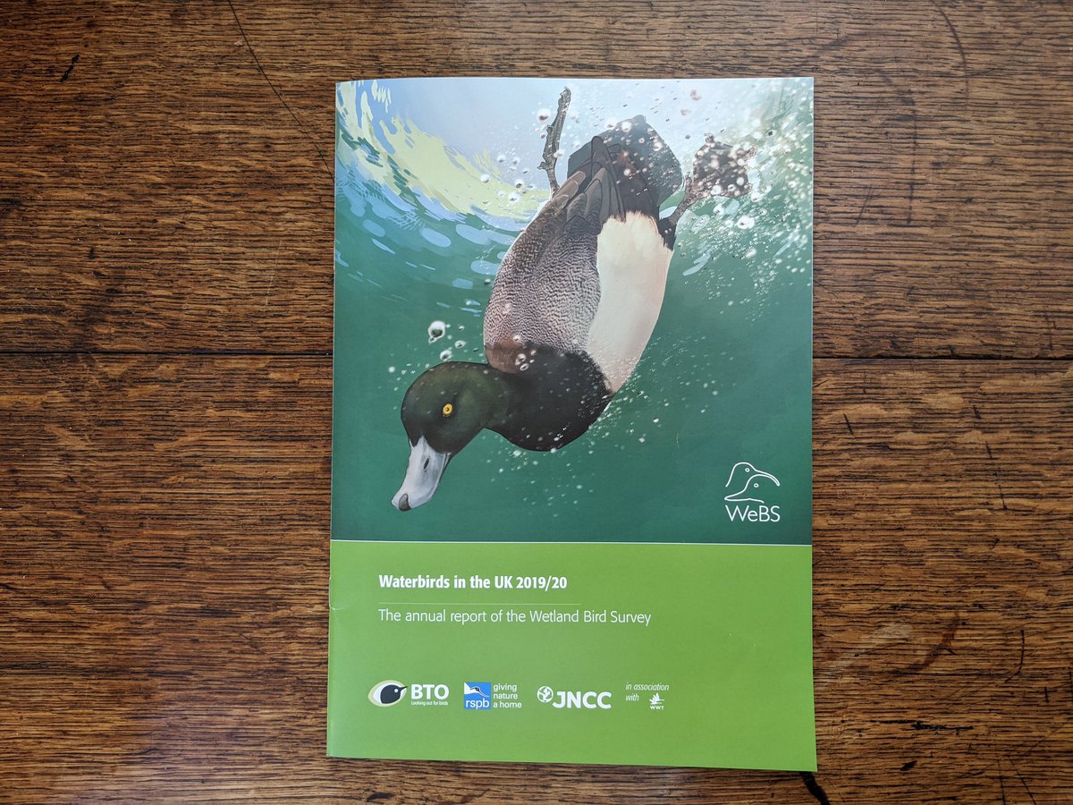The #WeBSReport should be hitting the doormats of our 3,500 volunteers now. We hope you like the cover art - huge thanks to @crow_artist for making a stunning diving #Scaup for us!