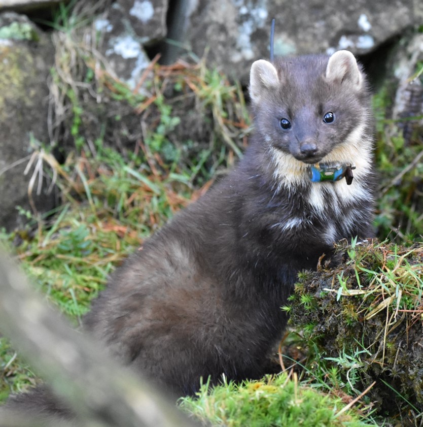 We radio-tracked pine martens in the two major landuses available to them in Ireland and Britain: native woodland and human modified landscapes consisting of upland commercial plantations, agricultural & heath. We see that martens can survive in human modified landscapes but...