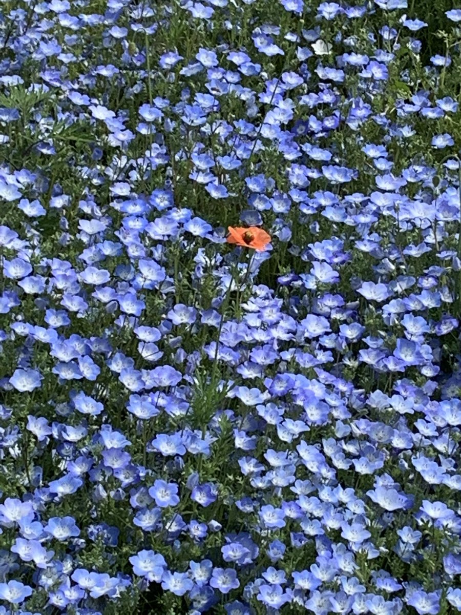 ピンクのネモフィラ Twitter Search