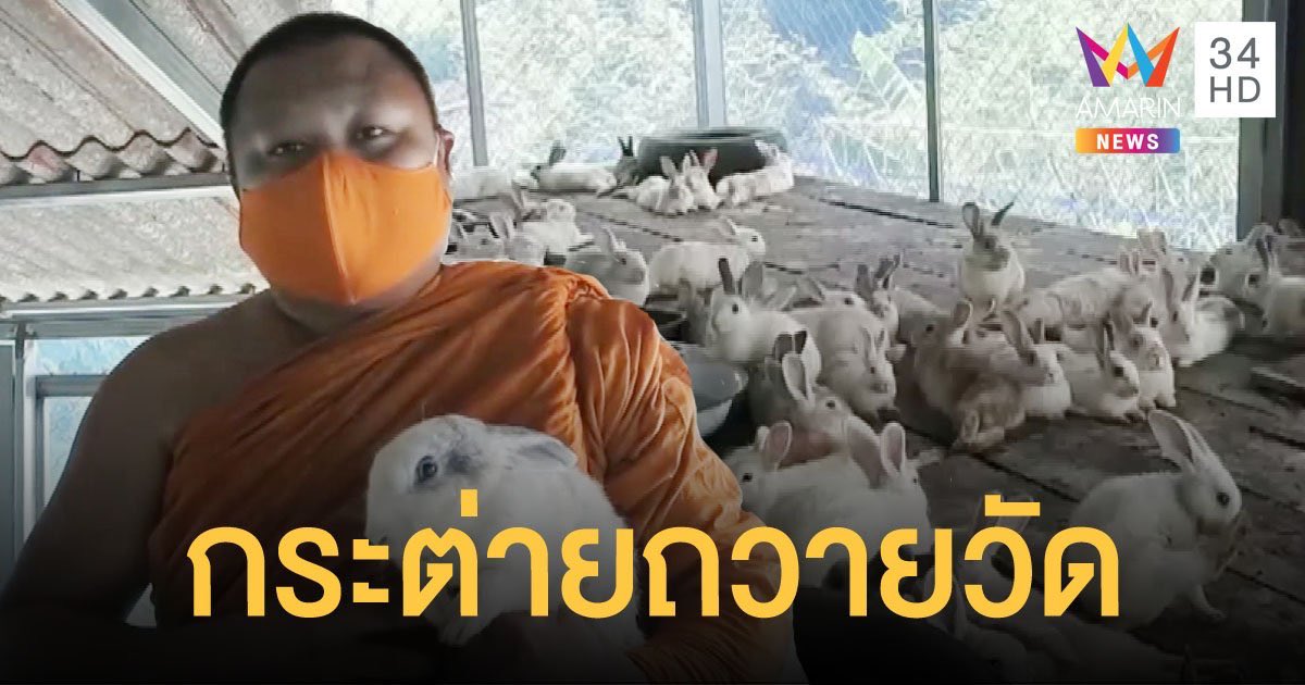 ManOnelife's tweet photo. ที่สุโขทัยครับ เจ้าของฟาร์มกระต่ายโดนพิษ #โควิค19 เลี้ยงไม่ไหว เอากระต่าย 300 ตัวใส่รถหกล้อมาให้หลวงพี่ที่วัด เพื่อนำมาเลี้ยงและแจกให้กับชาวบ้านที่สนใจอยากจะเลี้ยงกระต่าย หลวงพี่บอกว่าใครสนใจจะแจกฟรีคนล่ะ 10 ตัว พิกัด วัดหนองทอง หมู่11 ต.บ้านสวน อ.เมือง จ.สุโขทัย Credit:Amarin https://t.co/u9gvHG8cCq