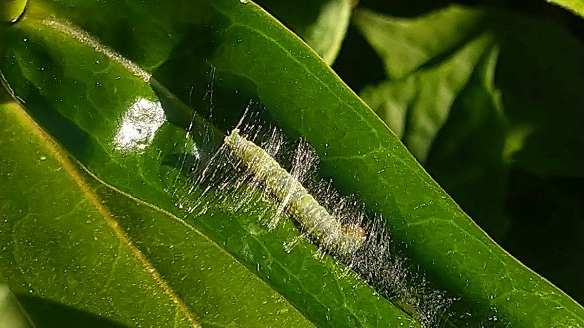 morning #sunshine

i quite fancy fashioning myself an enclosure, sleeping in it for a bit, and emerging as a beautiful new version of myself