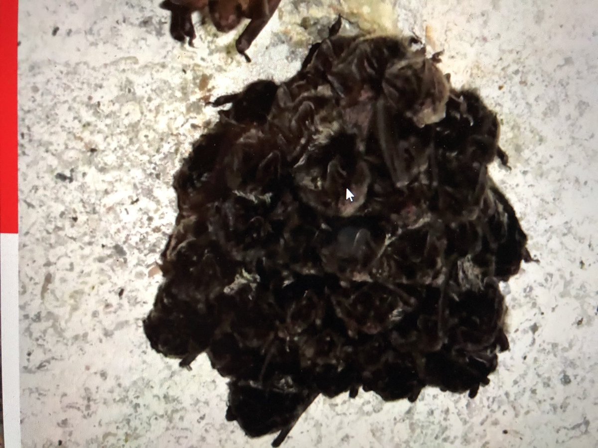 KitStoner's tweet photo. A blancmange of #barbastelles! Fascinating talk about Nietoperek Bat Reserve by Colin Morris at Cambs Bat Group AGM last night. Also heard about how the group took 157 #bats into care last year. A busy year for dedicated volunteer #bat carers. #batgroups #batcare @_BCT_ https://t.co/98d7KwuLq9