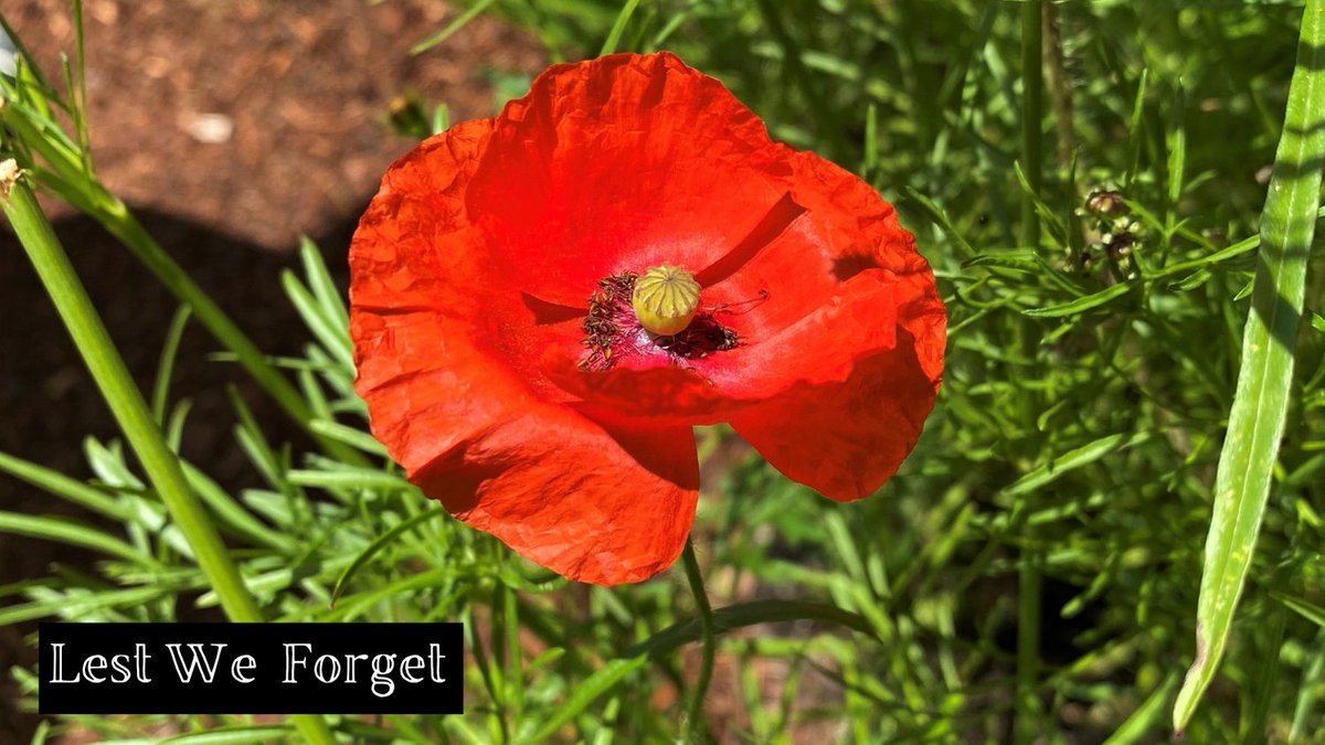 IngramMicro_Au's tweet photo. #ANZACDay on Sunday is a day of reflection, remembrance and gratitude for all  who have served our nation in war, conflict and peacekeeping operations. The poppy is a symbol of #remembrance and recognition of sacrifice. 

#AnzacDay2021 #LestWeForget #StandAtDawn #IngramMicro https://t.co/Od9mK13YHe