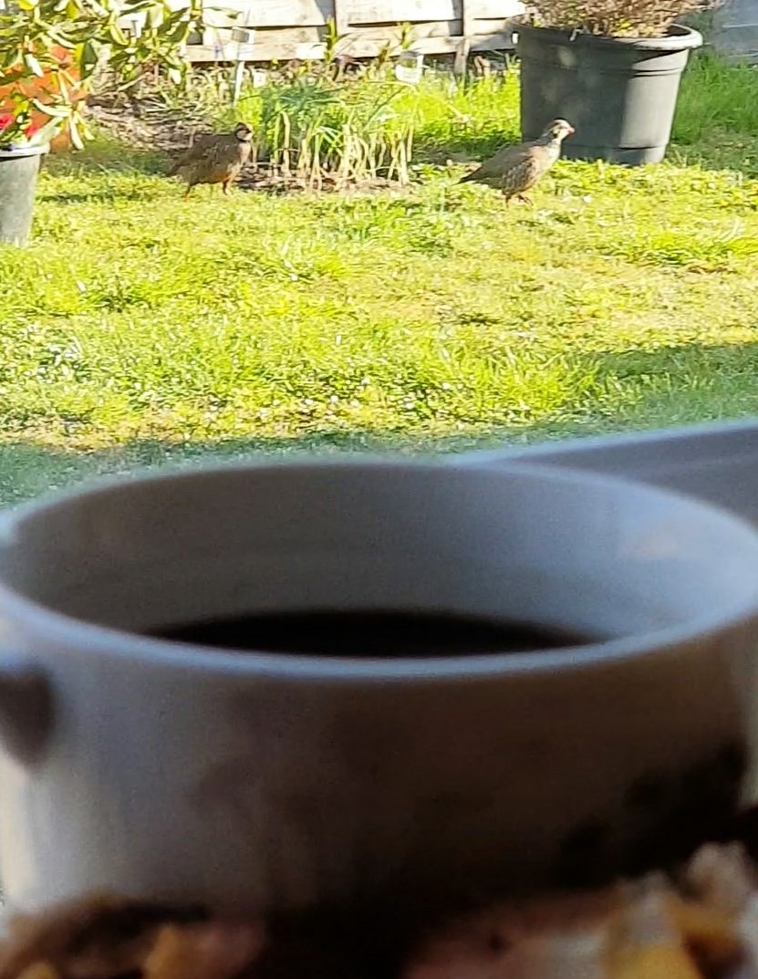 Morning coffee with red-legged partridges 🙃😃😏☕🐦
#goodmorning #coffee #redleggedpartridge #alectorisrufa #mygarden #perfectmorning #cupofcoffee #wildlife #wildanimals #wildbirds #nature #enjoyingnature