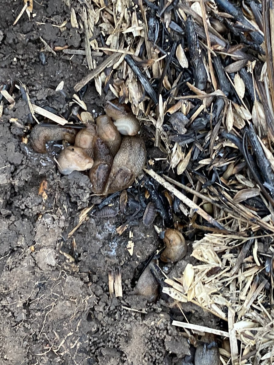 Alan79648744's tweet photo. Just lifted up a rock and found these guys don’t forget to bait #slugs https://t.co/Xn15vRvgwg
