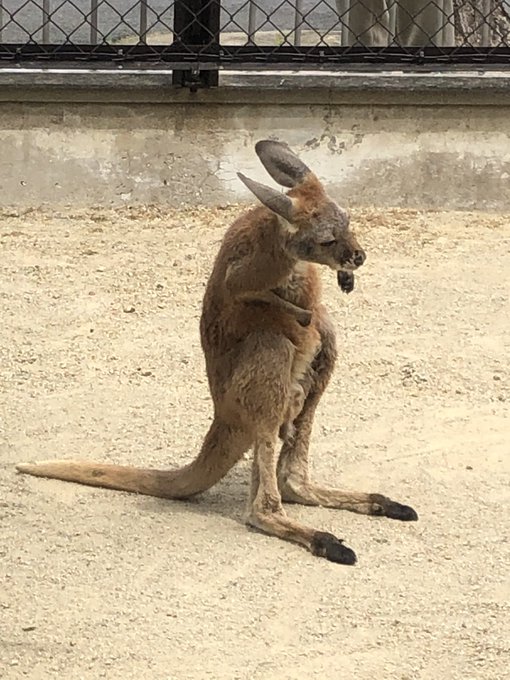 カンガルーの赤ちゃんのtwitterイラスト検索結果 カンガルーの赤ちゃんのtwitterイラスト検索結果