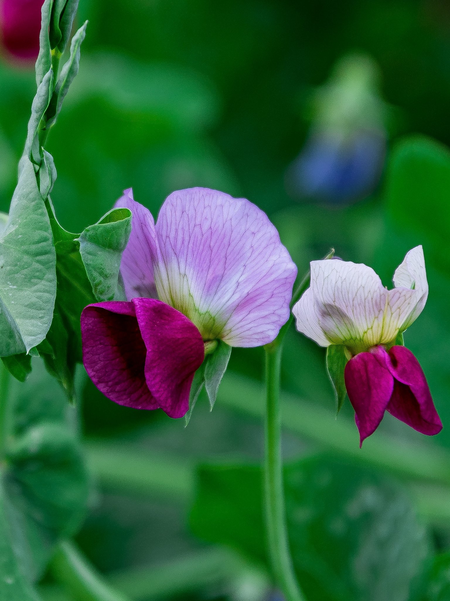 تويتر 宝や على تويتر Menkoi2iwana いいですねぇ その場所に溶け込んで共存している力強さと人々の優しさを感じます いつも素敵な写真をありがとうございます